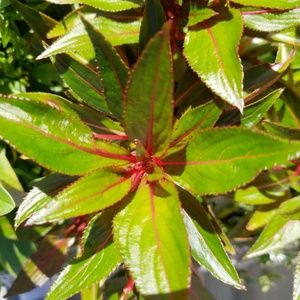 Meet your Posher, Janet